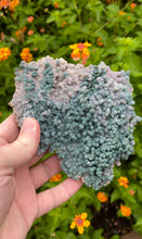 Load image into Gallery viewer, Grape Amethyst (Agate) Specimens