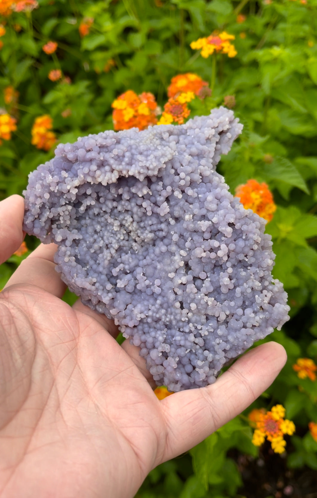 Grape Amethyst (Agate) Specimens