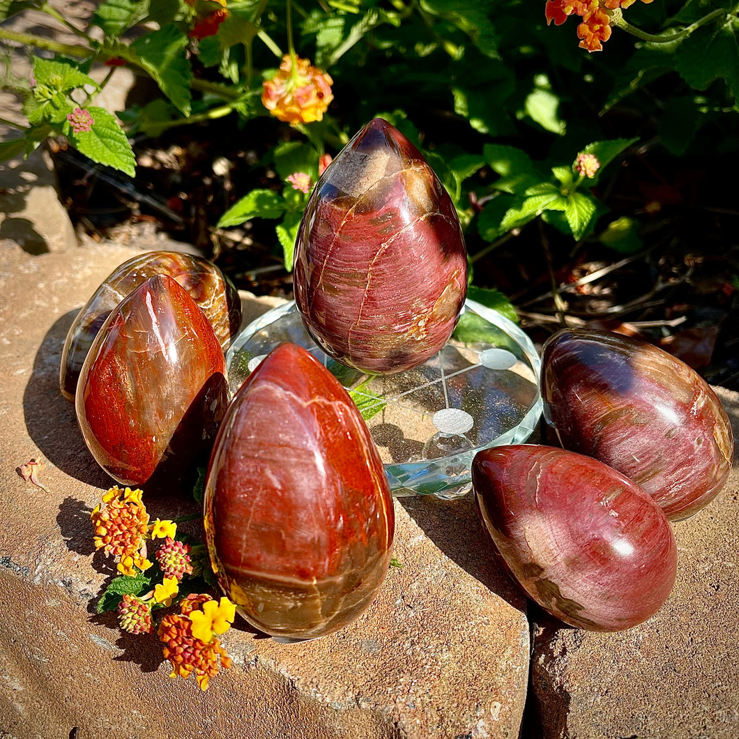 Petrified Wood Eggs